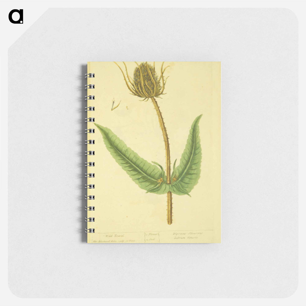アートメモ帳-Dipsacus silvestris, labrum veneris
- 国立医学図書館 Memo.