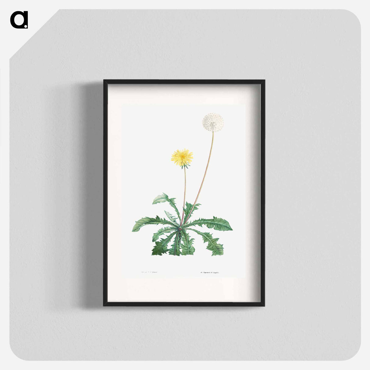 Dandelion - Pierre Joseph Redouté Poster.