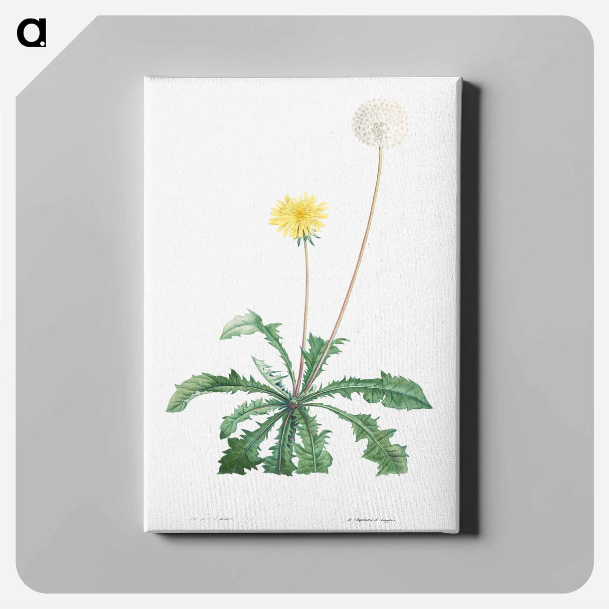 Dandelion - Pierre-Joseph Redouté Canvas.