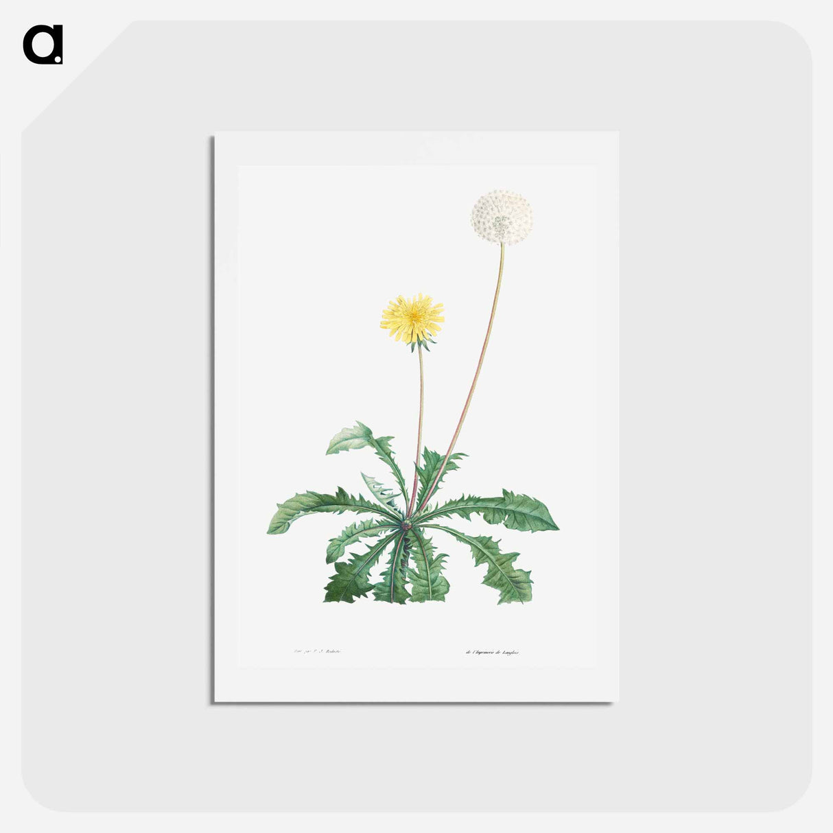 アートポストカード-Dandelion - ピエール ジョゼフ ルドゥーテ Postcard.