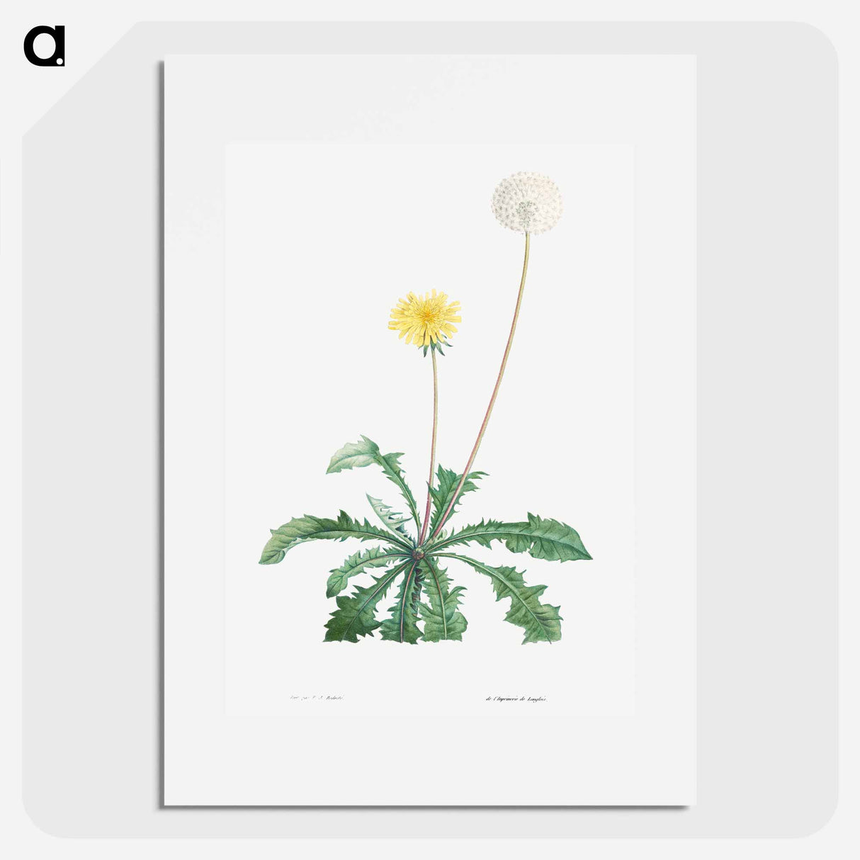 Dandelion - Pierre Joseph Redouté Poster.