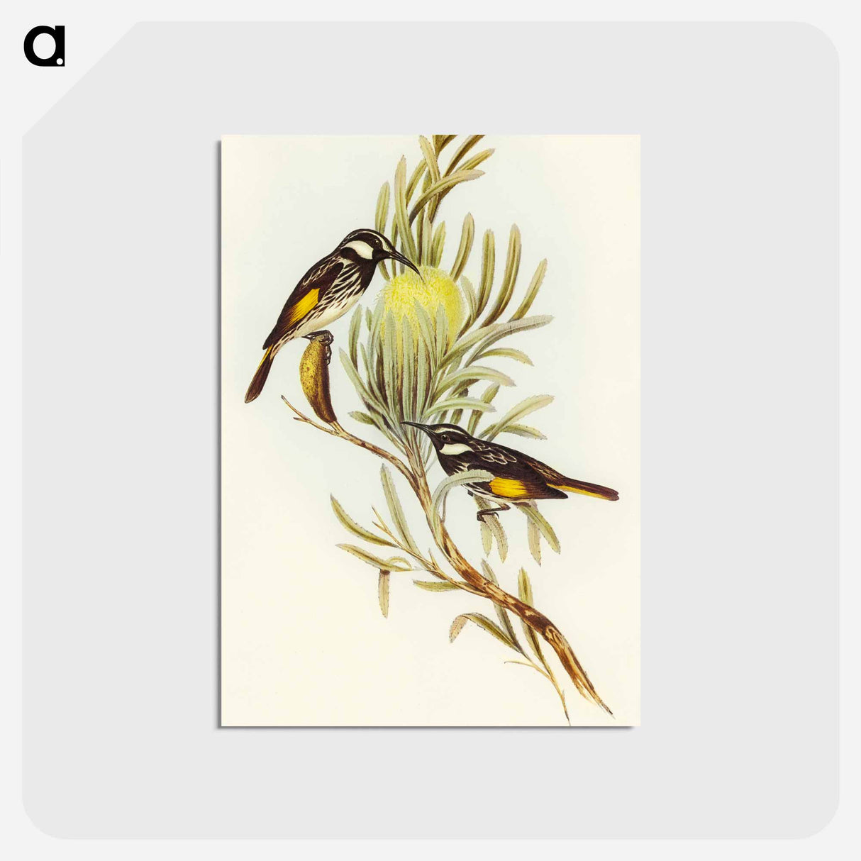 アートポストカード-Moustached Honey-eater
- オーストラリアの鳥 Postcard.