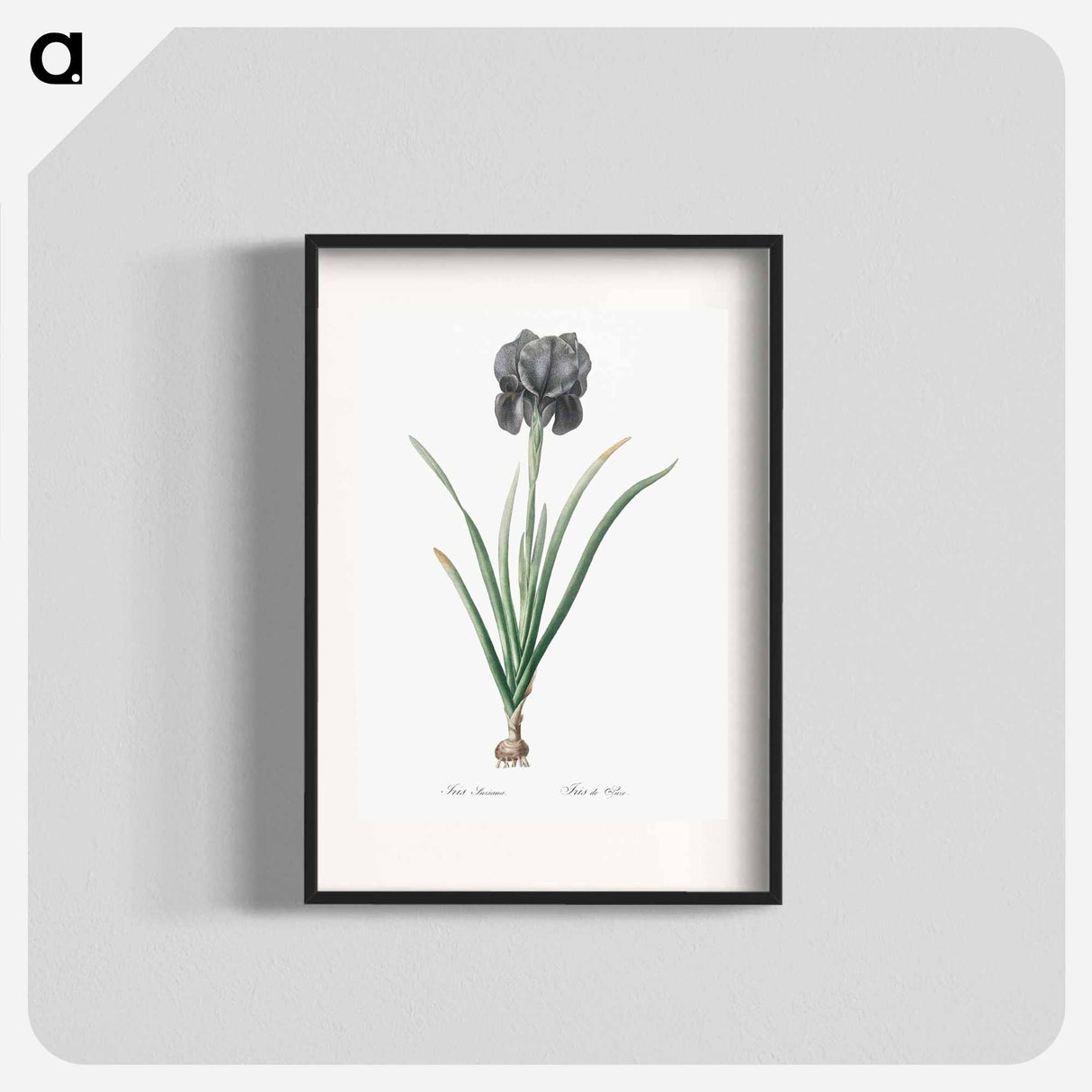 Mourning iris - ピエール ジョゼフ ルドゥーテ Poster.