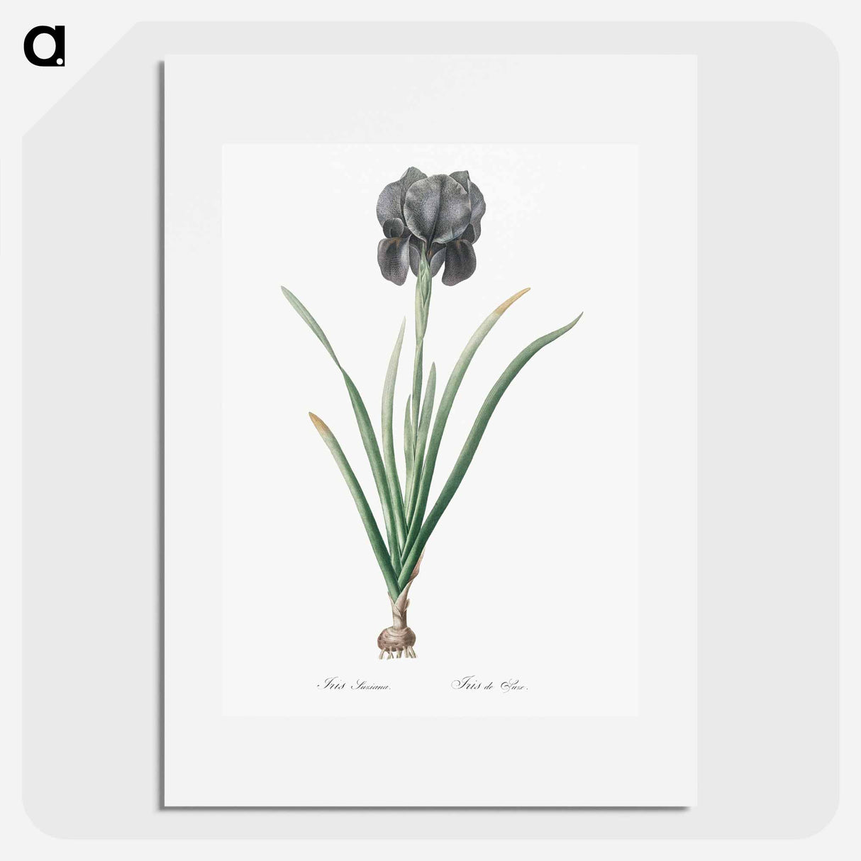 Mourning iris - ピエール ジョゼフ ルドゥーテ Poster.