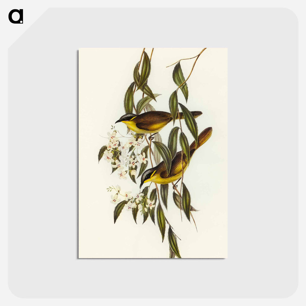 アートポストカード-Wattle-cheeked Honey-eater
- オーストラリアの鳥 Postcard.