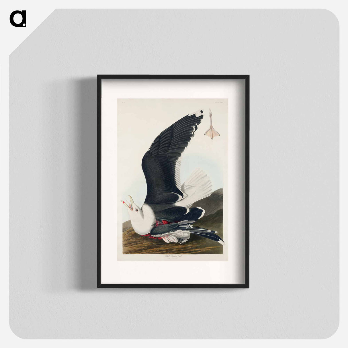 アートポスター-Black Backed Gull
- ジョン ジェームス オーデュボン Poster.