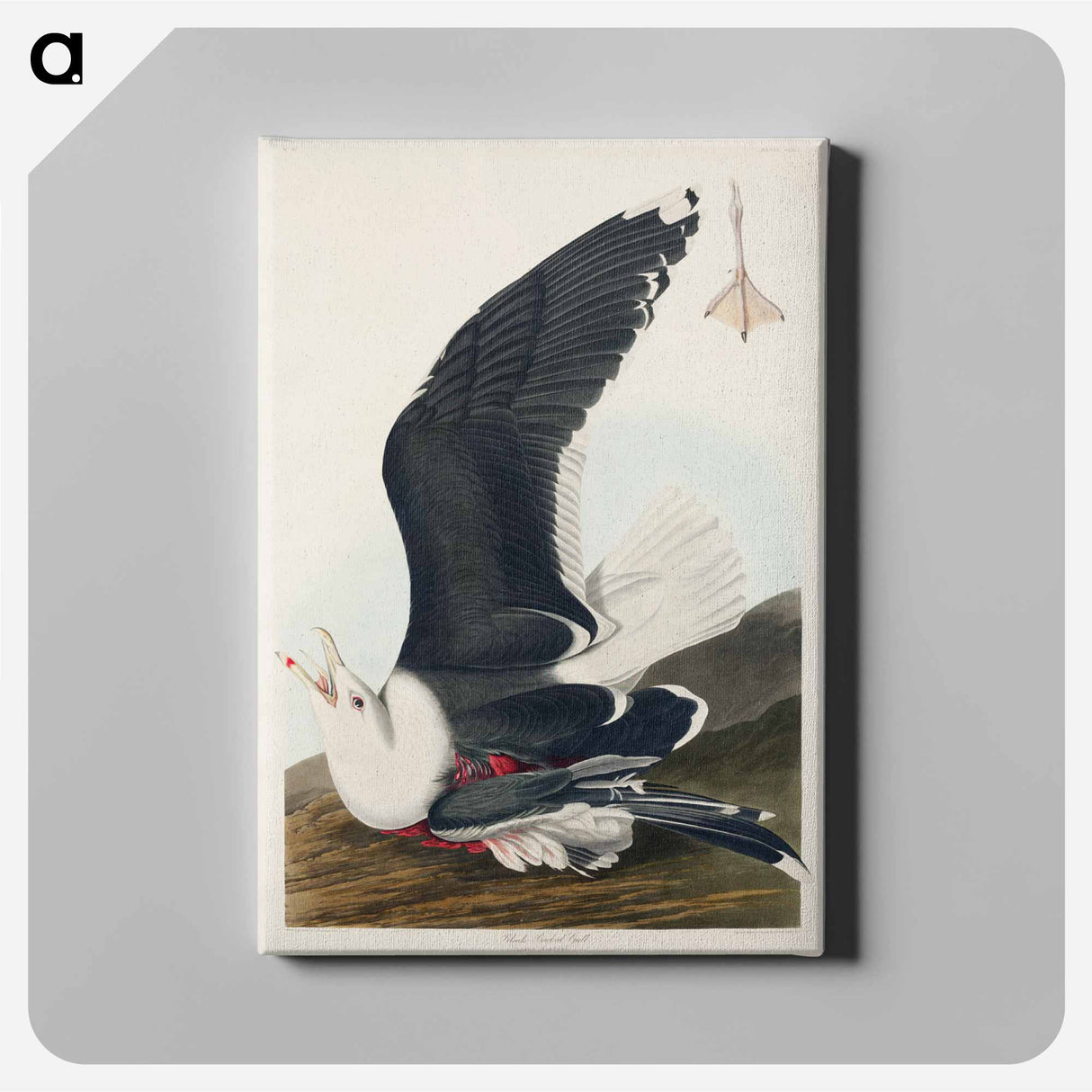 アートパネル-Black Backed Gull
- ジョン ジェームス オーデュボン Canvas.