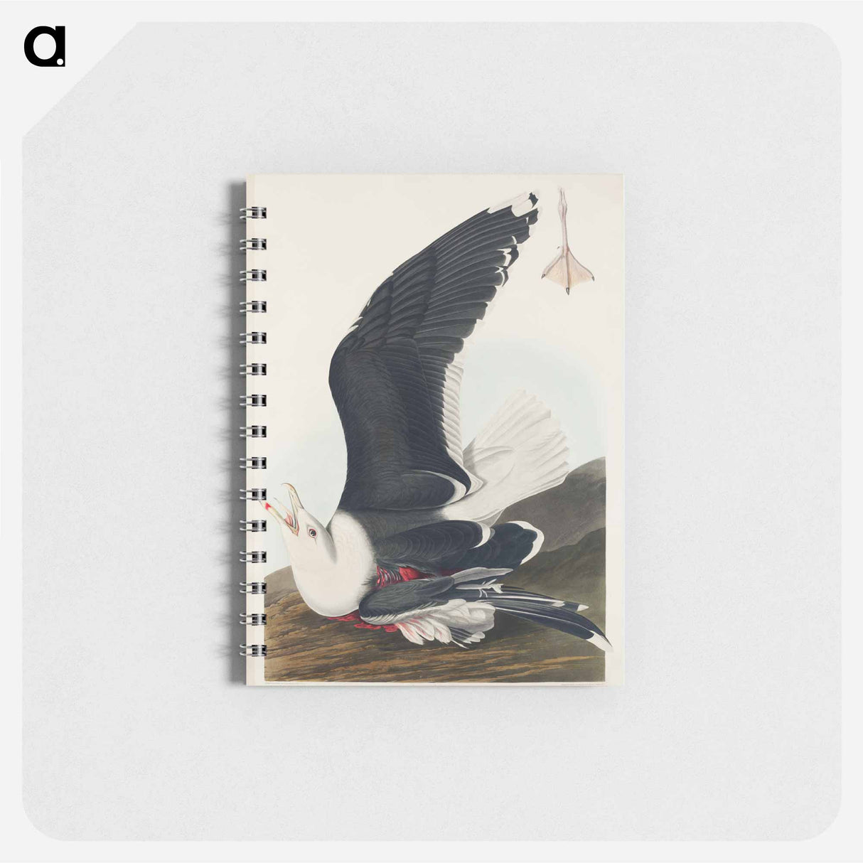 アートメモ帳-Black Backed Gull
- ジョン ジェームス オーデュボン Memo.