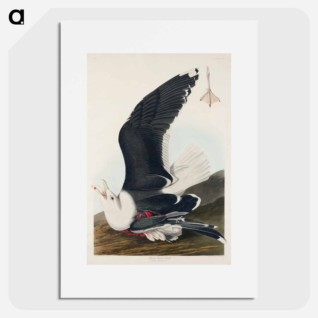 アートポスター-Black Backed Gull
- ジョン ジェームス オーデュボン Poster.