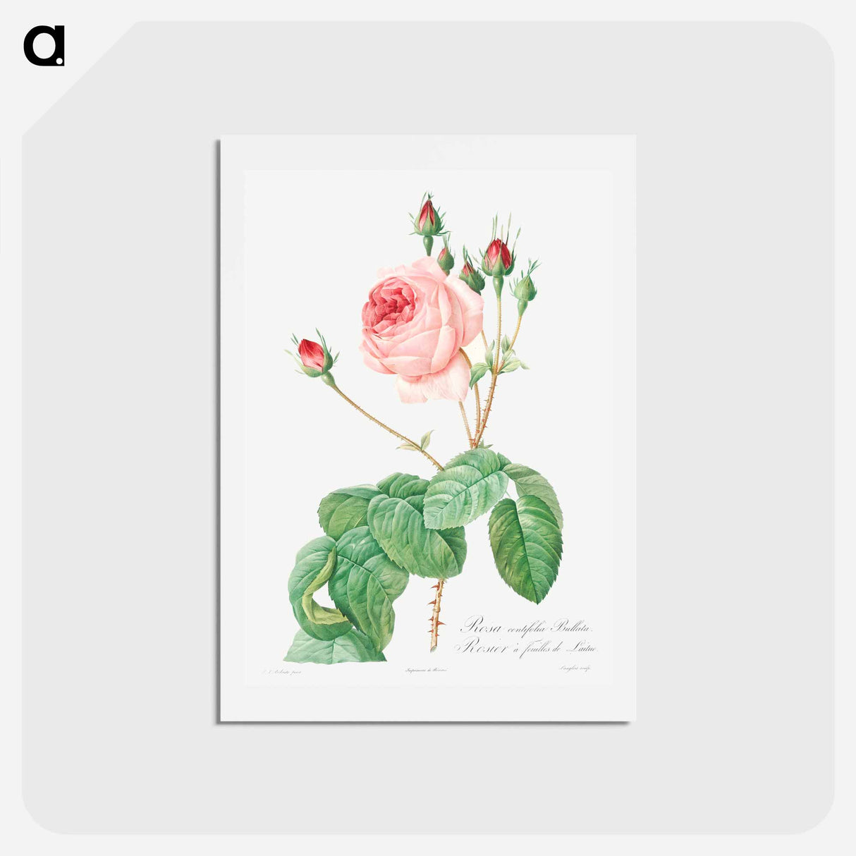 アートポストカード-Cabbage Rose - ピエール ジョゼフ ルドゥーテ Postcard.