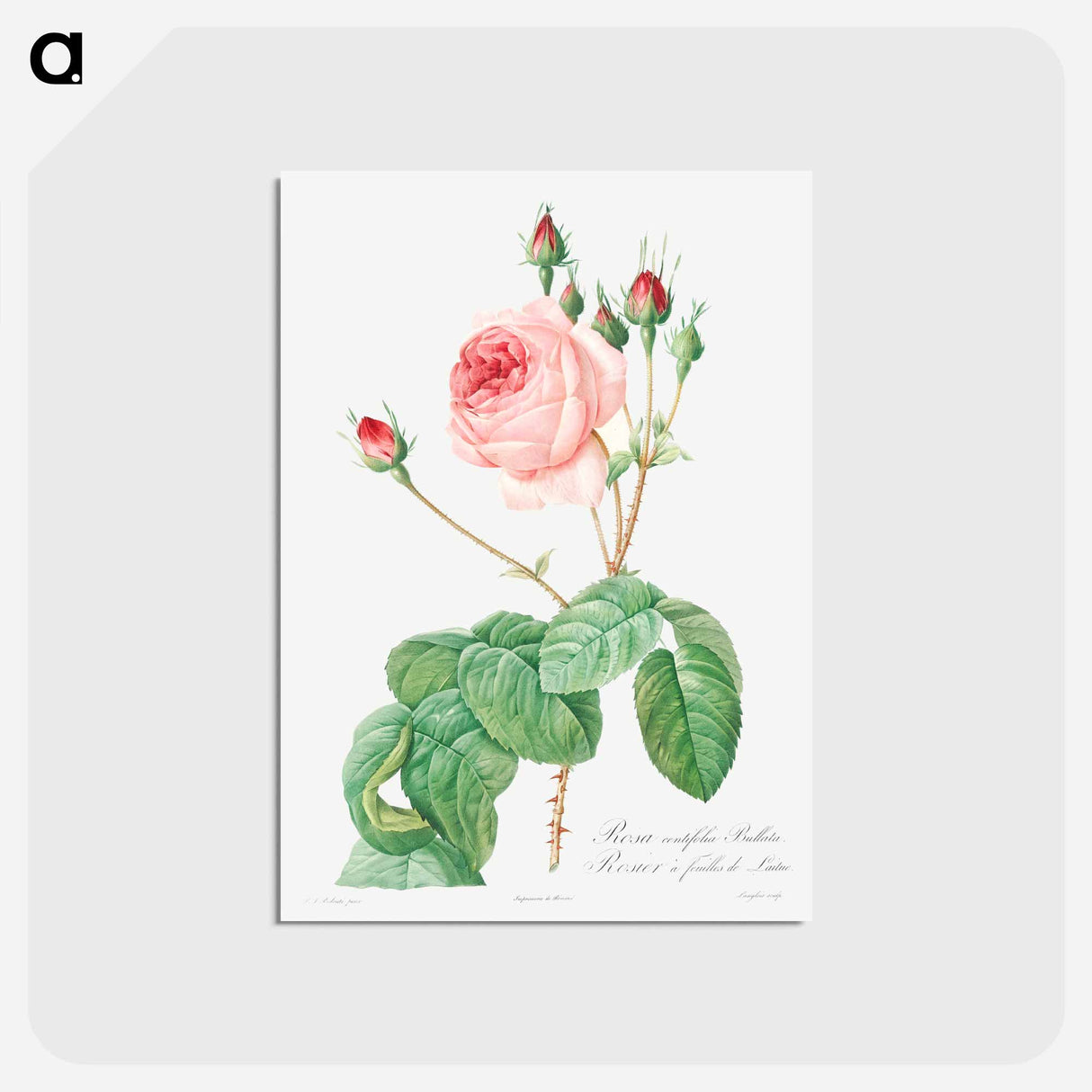 アートポストカード-Cabbage Rose - ピエール ジョゼフ ルドゥーテ Postcard.