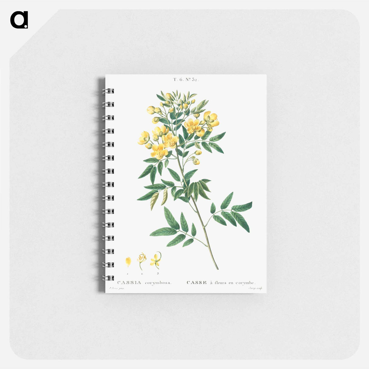 Argentine senna - ピエール ジョゼフ ルドゥーテ Memo.