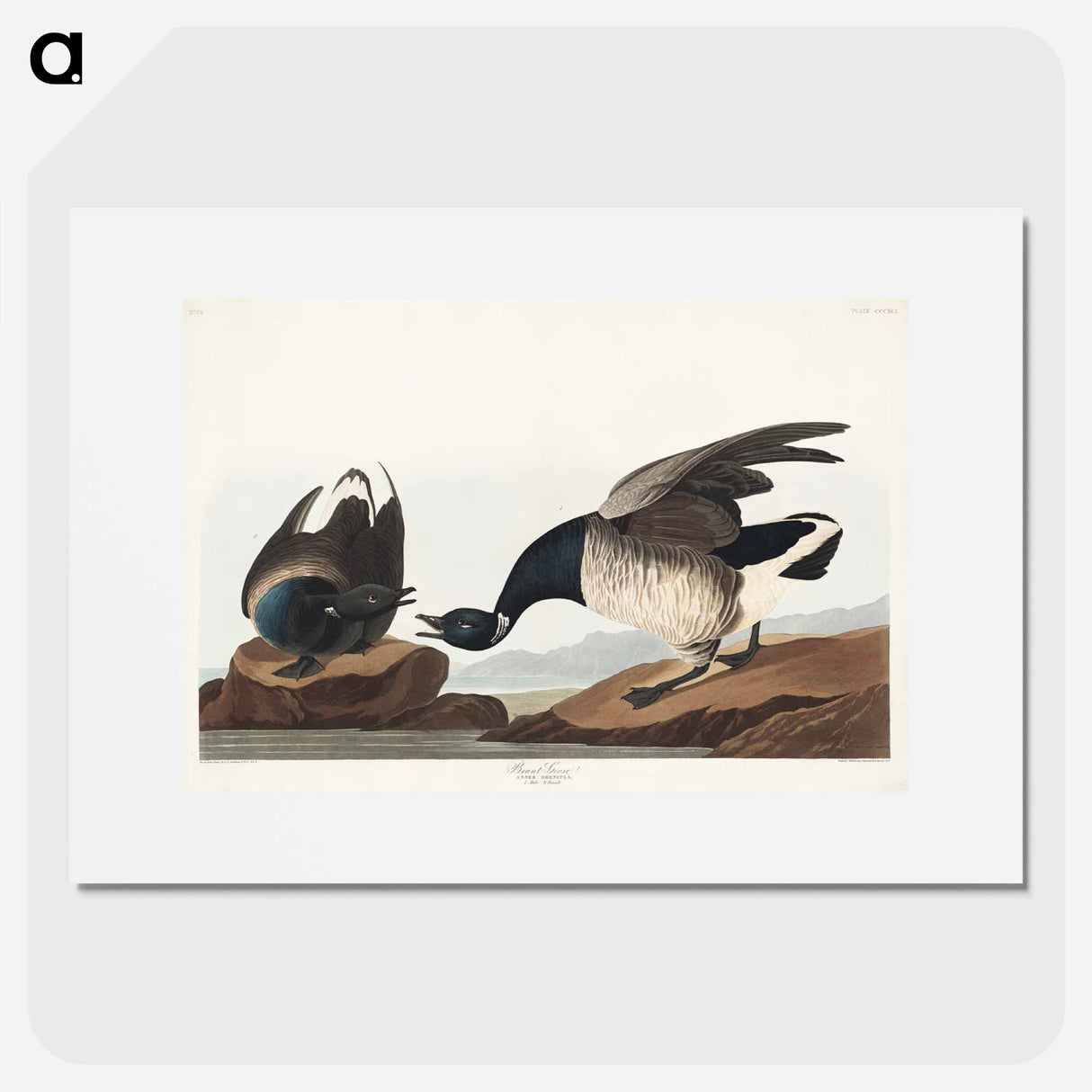 アートポスター-Brant Goose from Birds of America
- アメリカの鳥たち Poster.