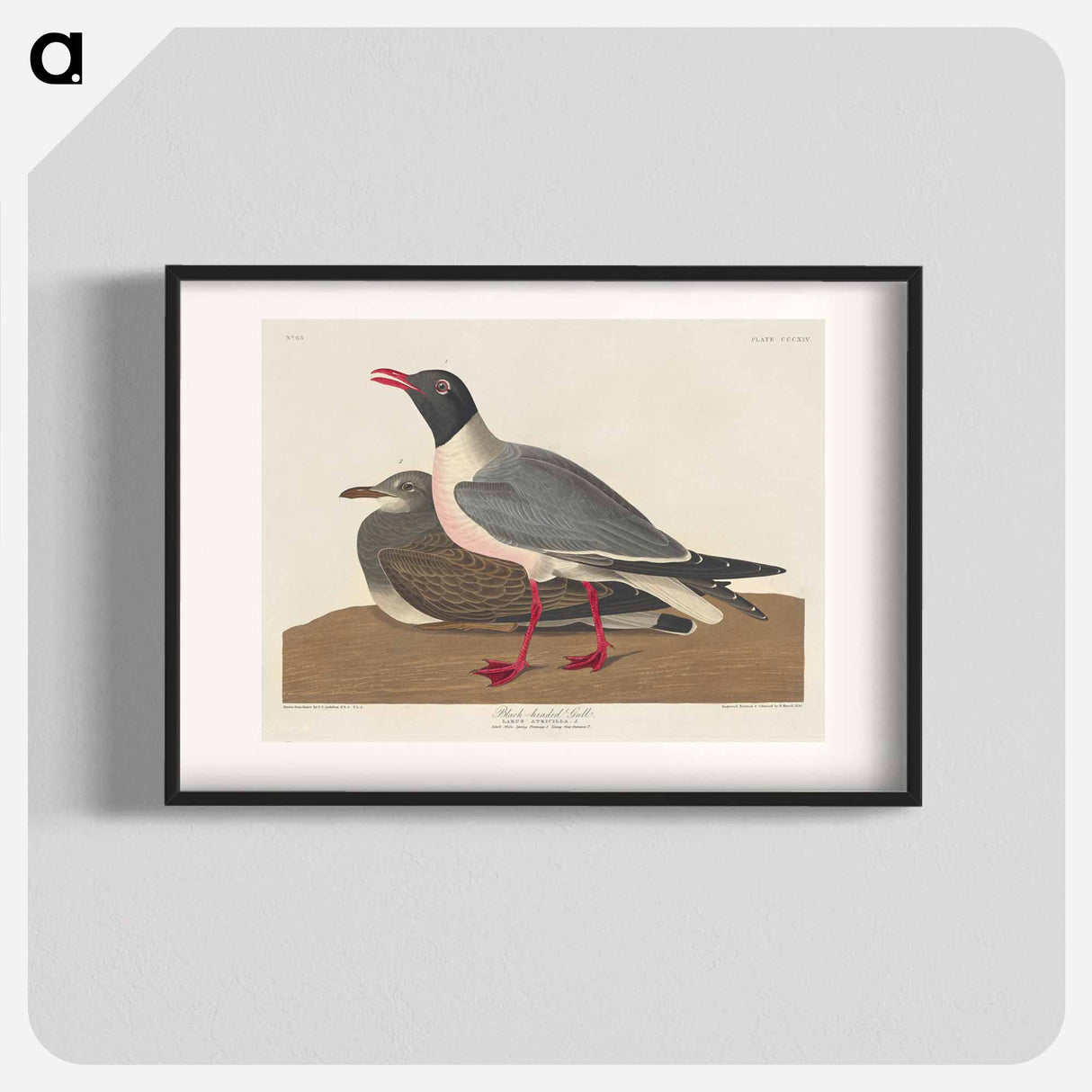 アートポスター-Black-headed Gull
- ジョン ジェームス オーデュボン Poster.