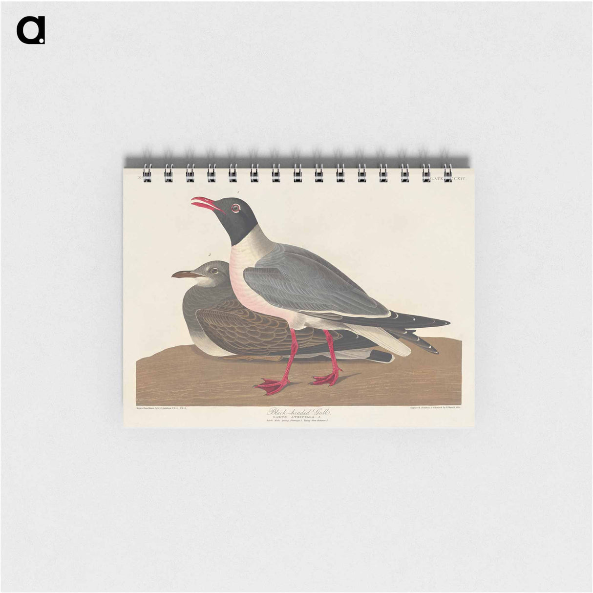 アートメモ帳-Black-headed Gull
- ジョン ジェームス オーデュボン Memo.