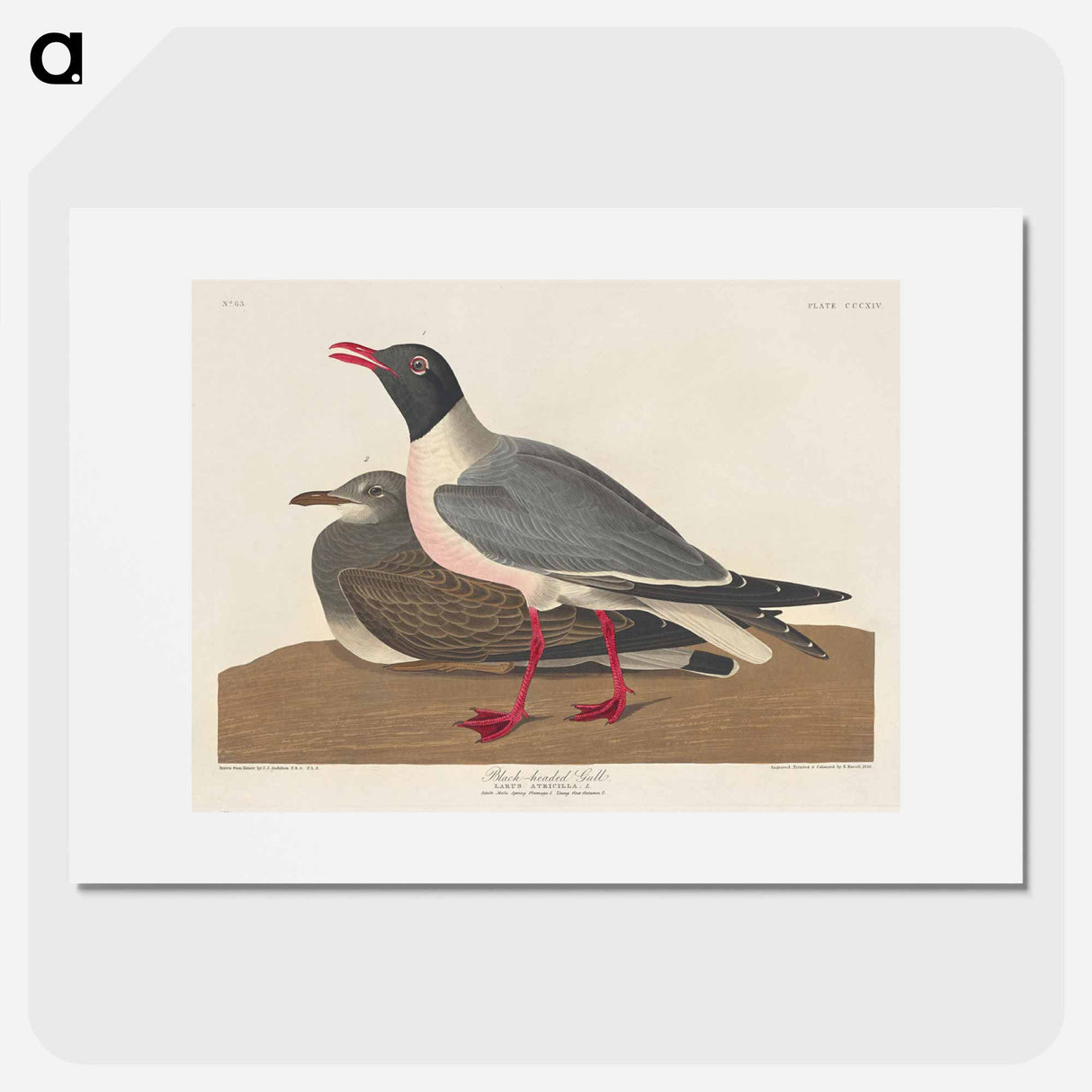 アートポスター-Black-headed Gull
- ジョン ジェームス オーデュボン Poster.