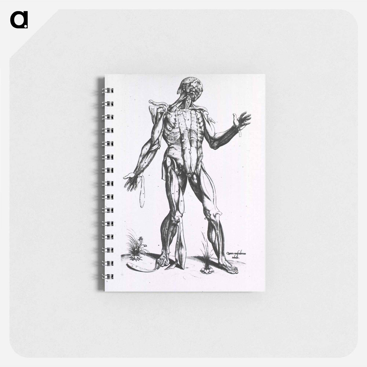 アートメモ帳-Musculature of the Human Body
- 国立医学図書館 Memo.
