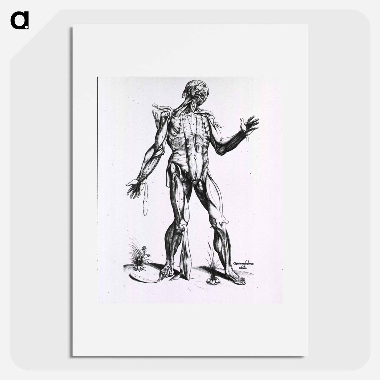 アートポスター-Musculature of the Human Body
- 国立医学図書館 Poster.