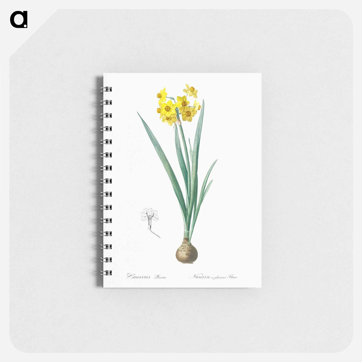 Daffodil illustration - ピエール ジョゼフ ルドゥーテ Memo.