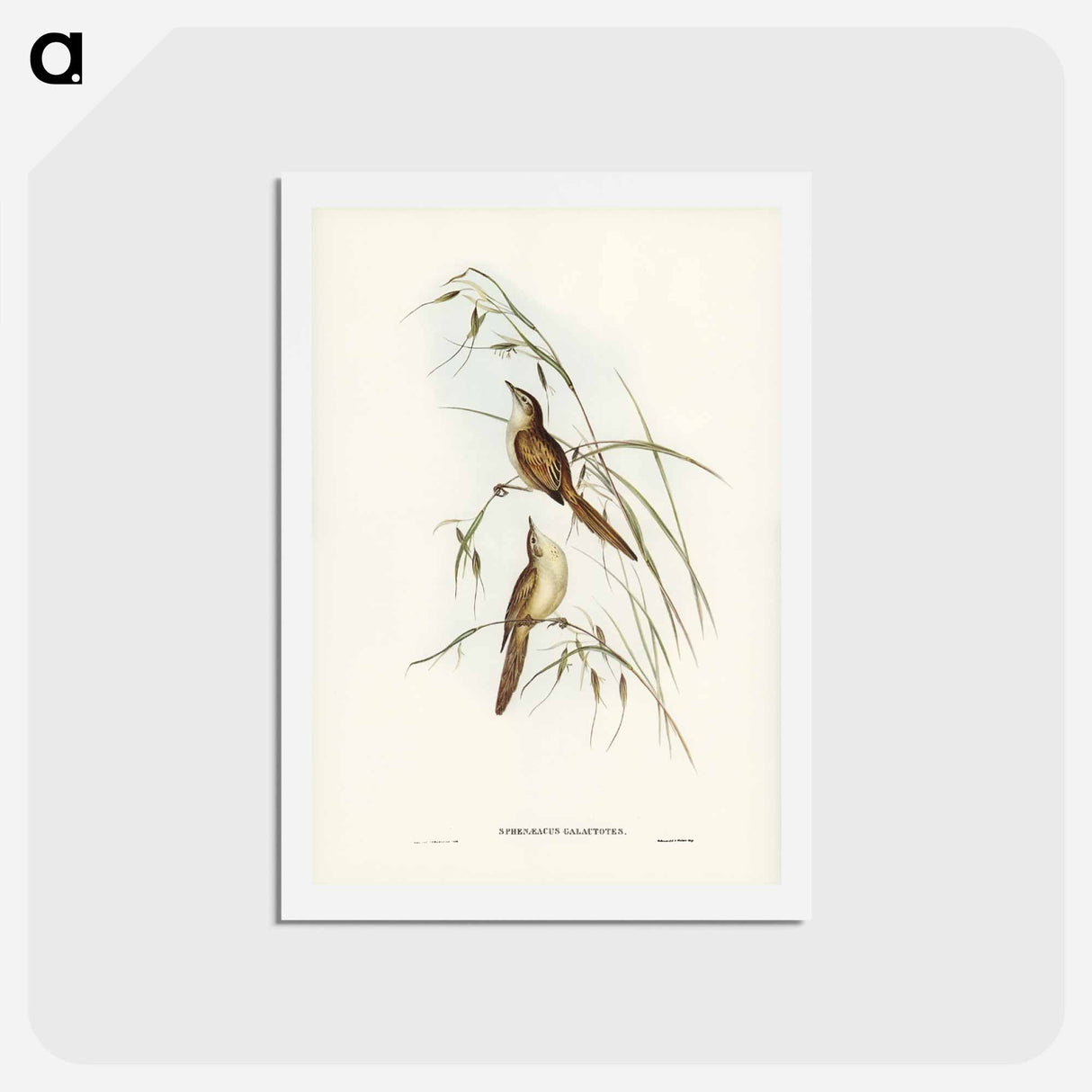 アートポストカード-Tawny Sphenoeacus
- ジョン グールド Postcard.