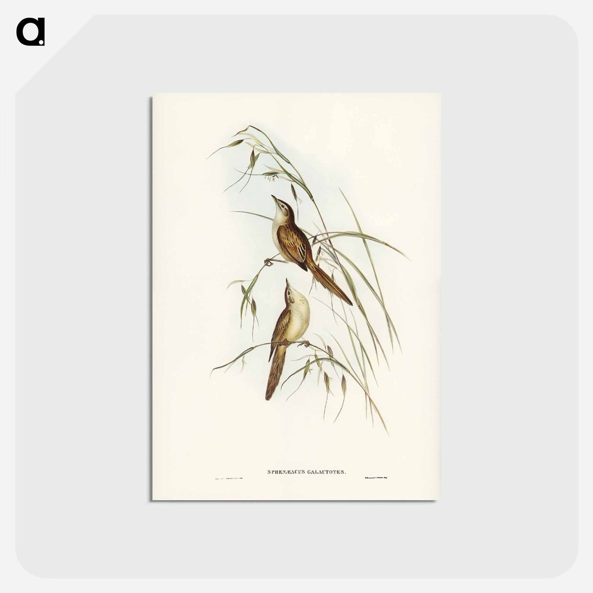 アートポストカード-Tawny Sphenoeacus
- ジョン グールド Postcard.
