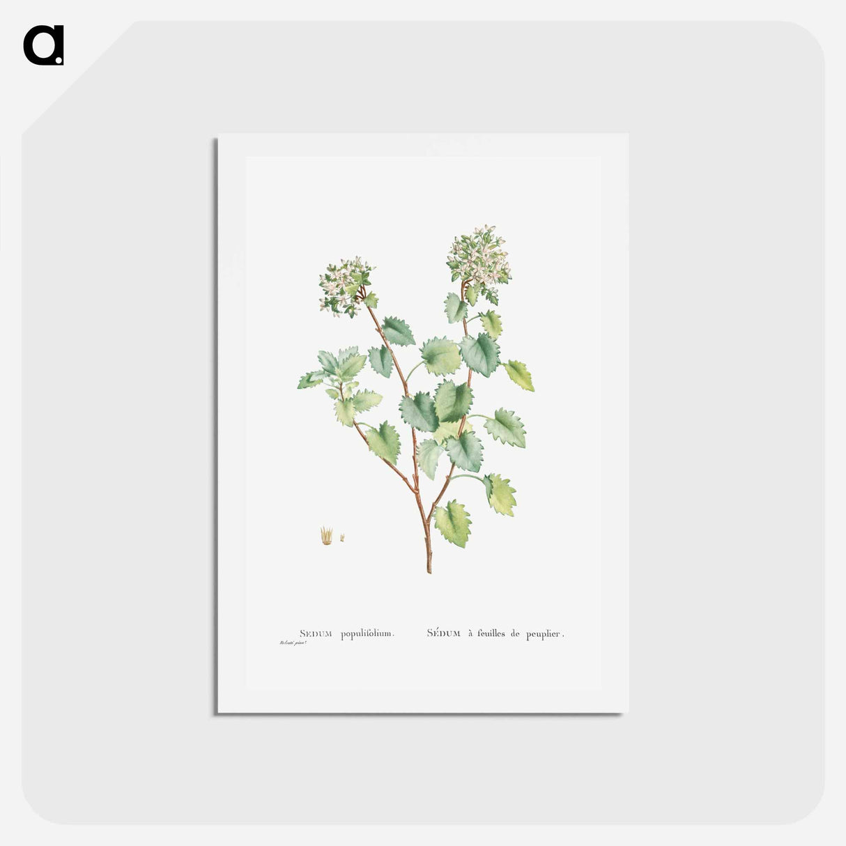 アートポストカード-Sedum Populifolium (Poplar Leaved Stonecrop) - ピエール ジョゼフ ルドゥーテ Postcard.