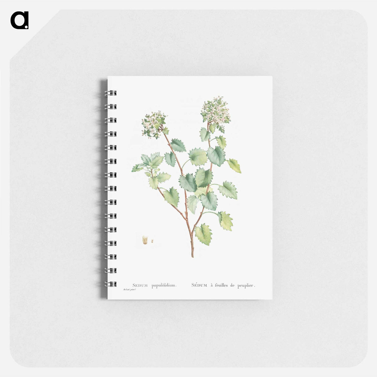 Sedum Populifolium (Poplar Leaved Stonecrop) - ピエール ジョゼフ ルドゥーテ Memo.