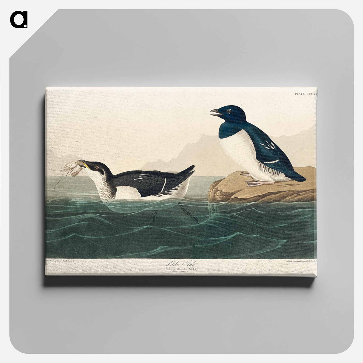 アートパネル-Little Auk from Birds of America
- アメリカの鳥たち Canvas.