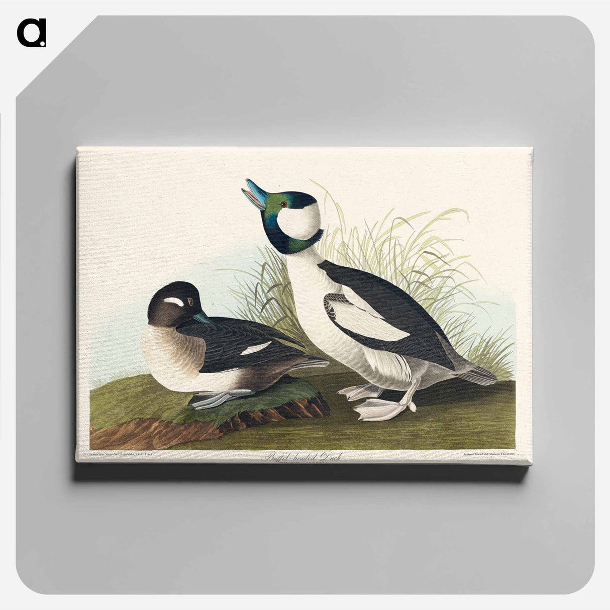 アートパネル-Buffel-headed Duck
- ジョン ジェームス オーデュボン Canvas.