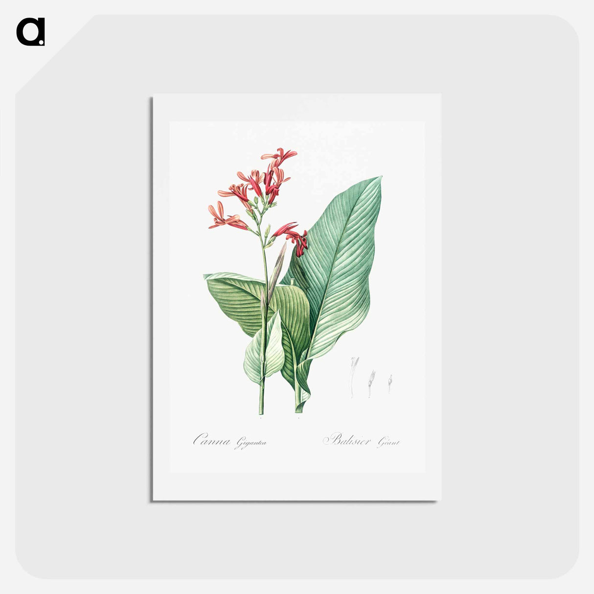 アートポストカード-Canna lily illustration - ピエール ジョゼフ ルドゥーテ Postcard.