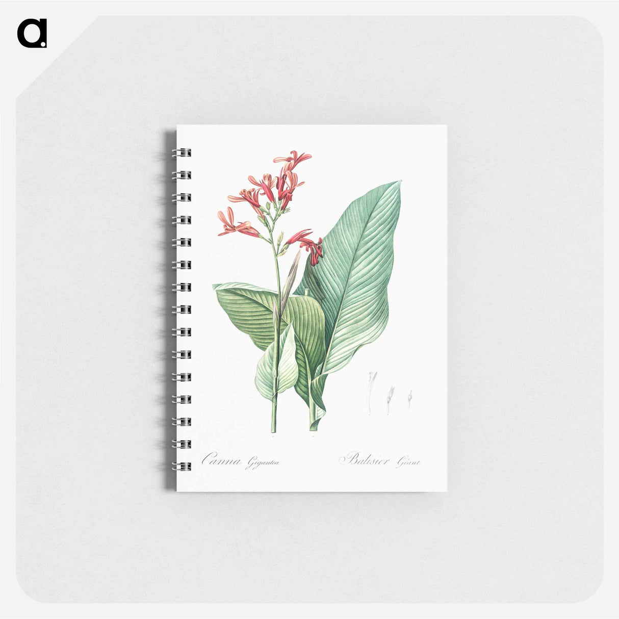 アートメモ帳-Canna lily illustration - ピエール ジョゼフ ルドゥーテ Memo.