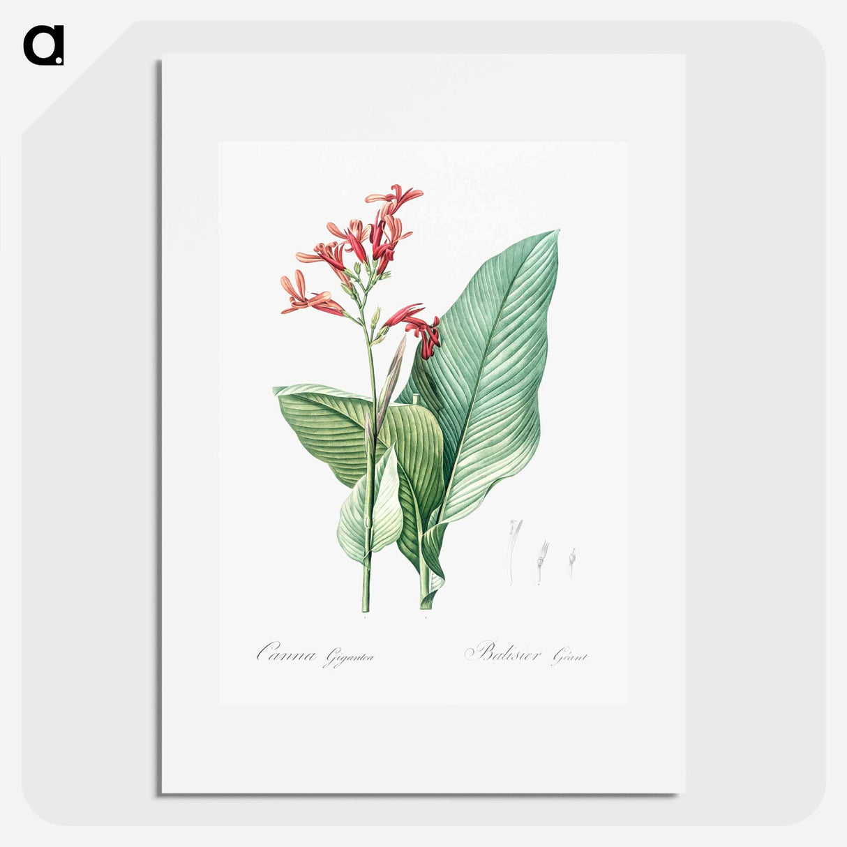 アートポスター-Canna lily illustration - ピエール ジョゼフ ルドゥーテ Poster.