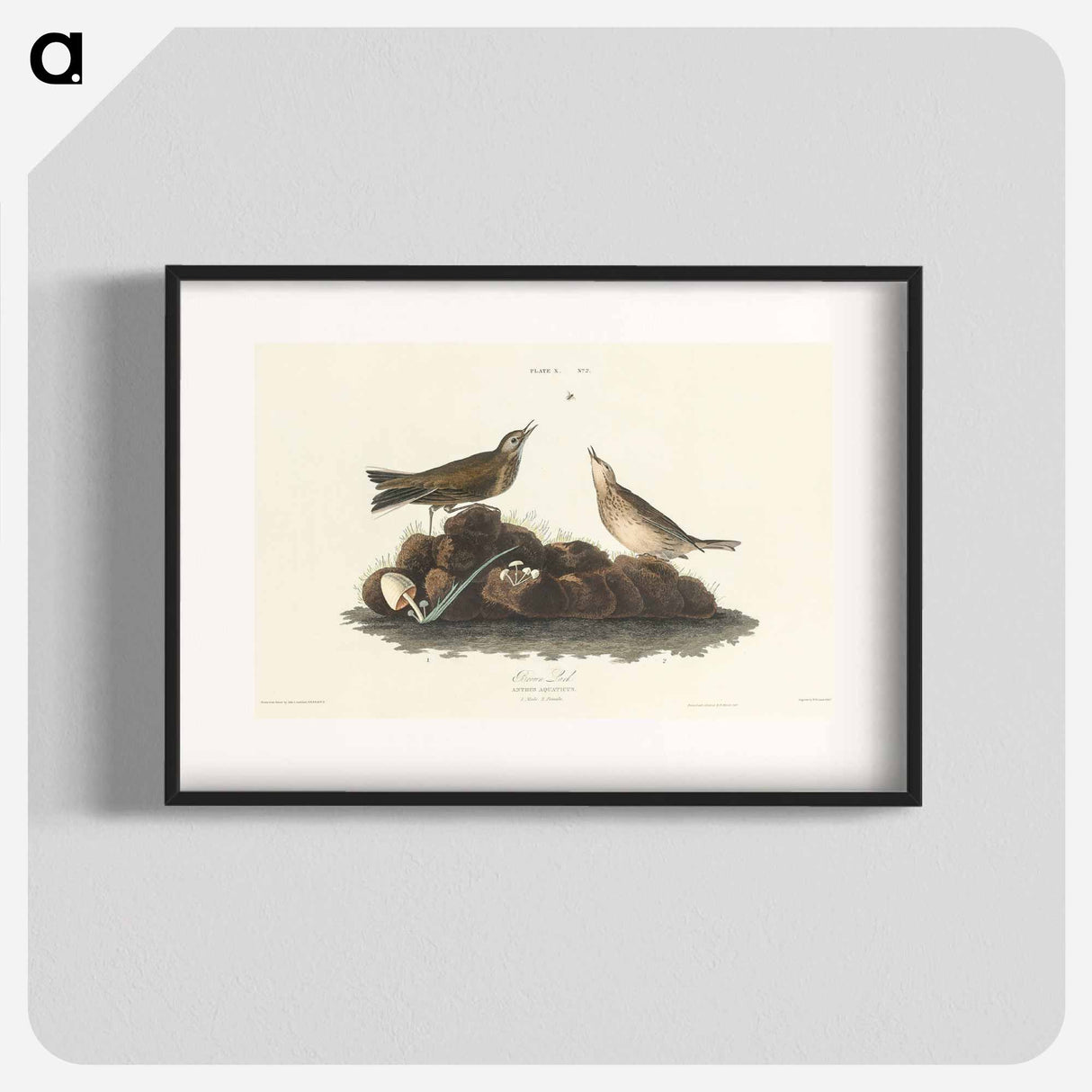 アートポスター-Brown Lark from Birds of America
- アメリカの鳥たち Poster.