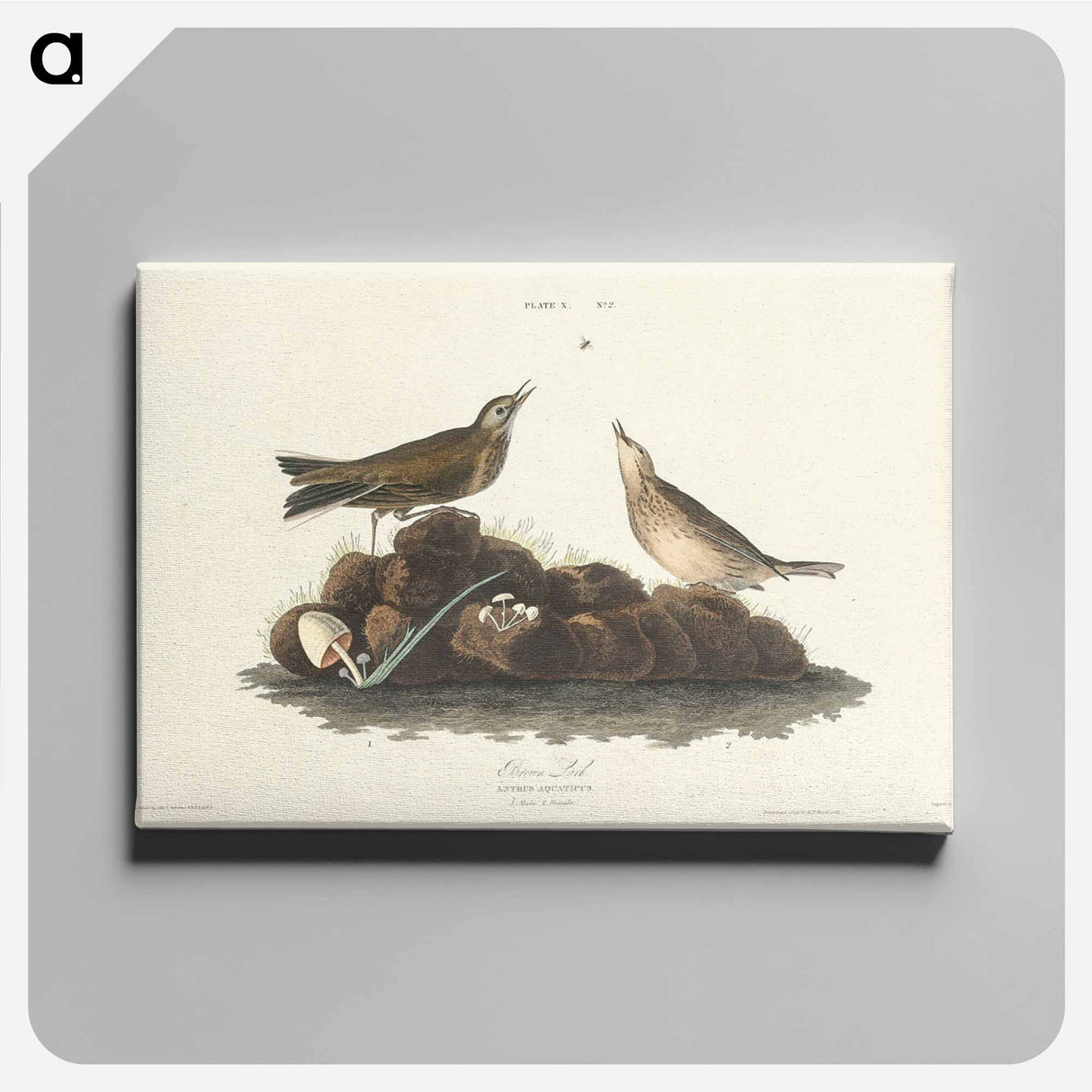 アートパネル-Brown Lark from Birds of America
- アメリカの鳥たち Canvas.