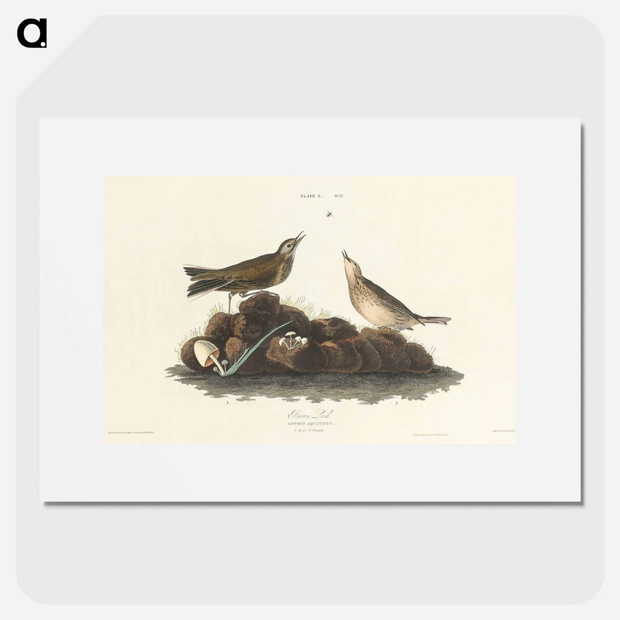 アートポスター-Brown Lark from Birds of America
- アメリカの鳥たち Poster.