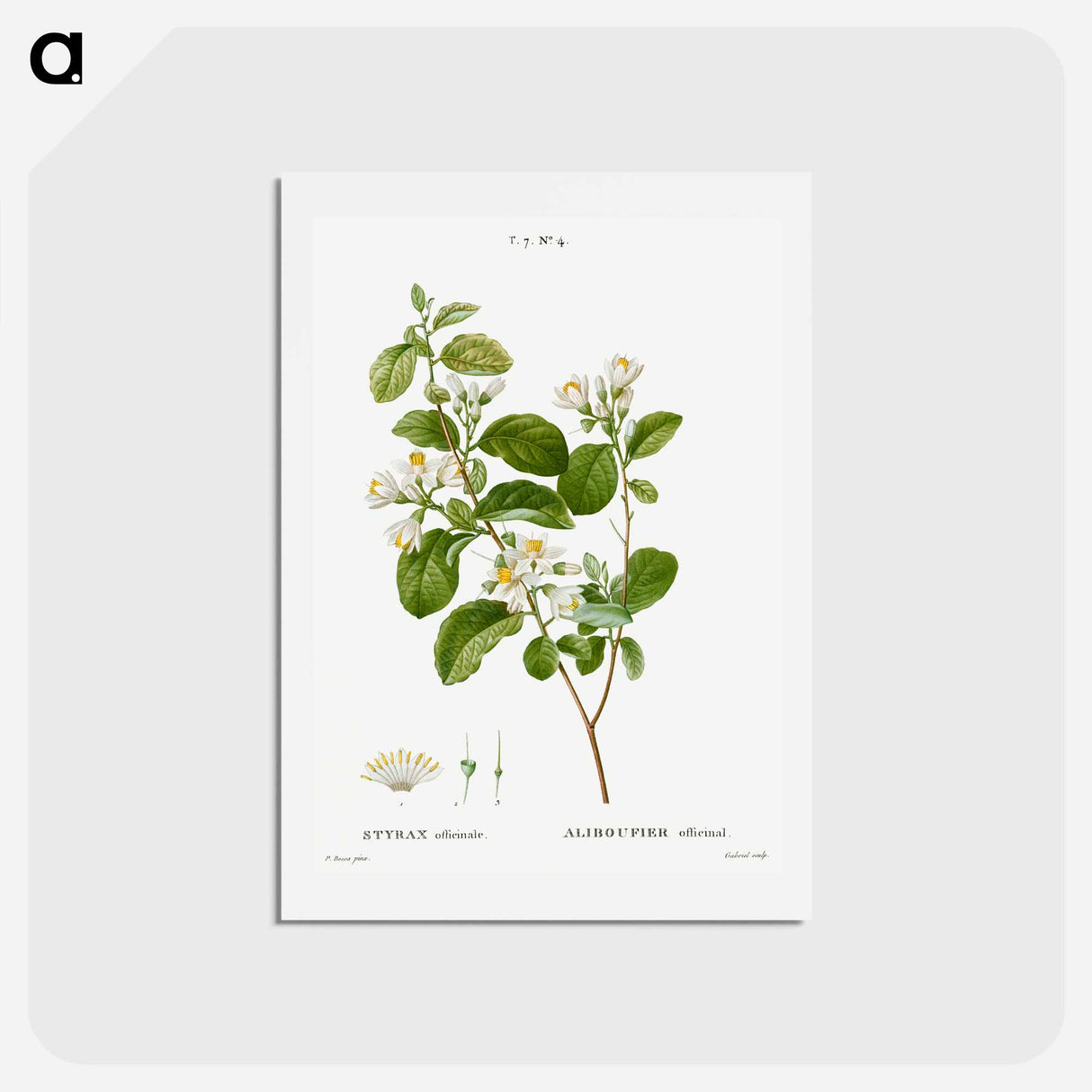 アートポストカード-Snowdrop bush - ピエール ジョゼフ ルドゥーテ Postcard.