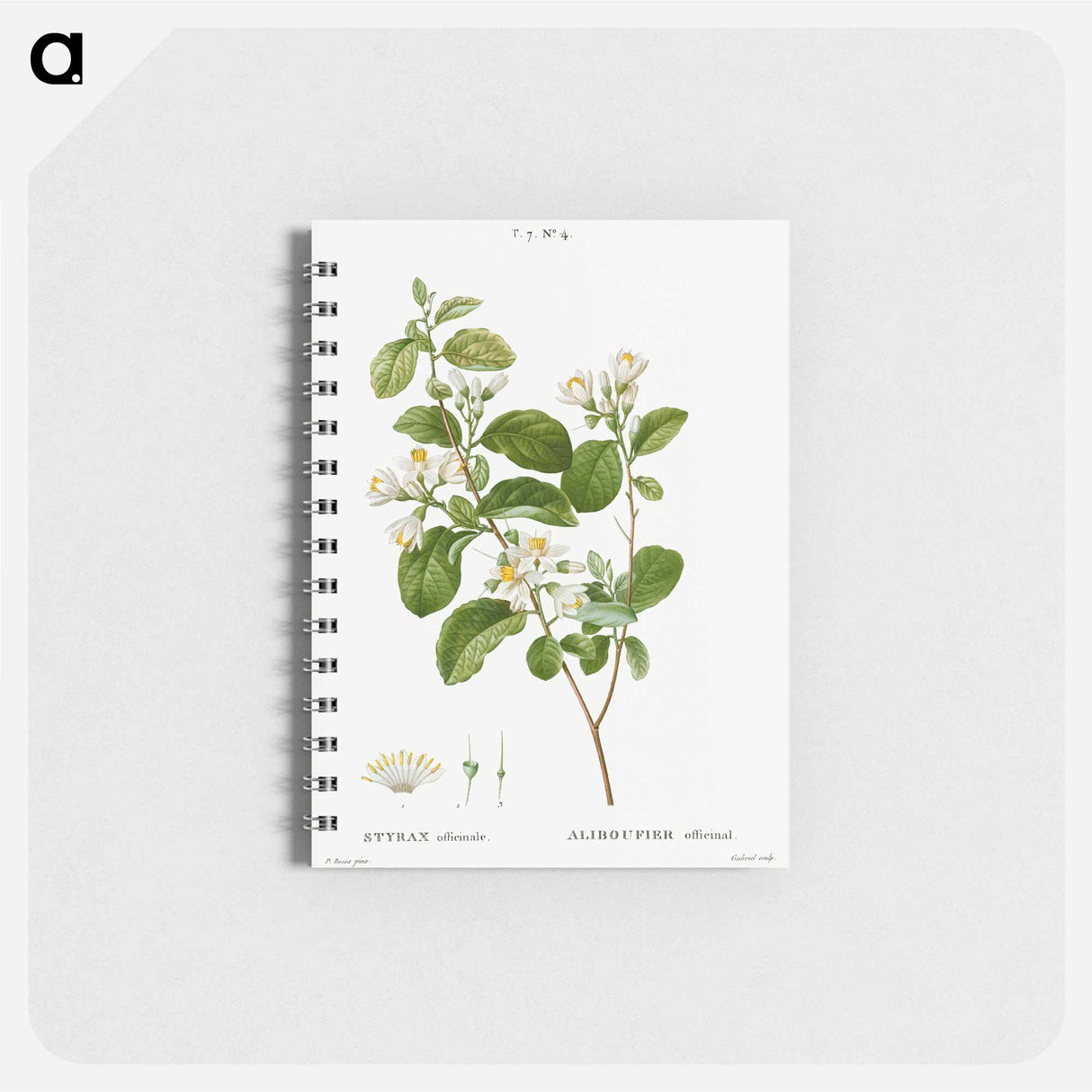 Snowdrop bush - ピエール ジョゼフ ルドゥーテ Memo.