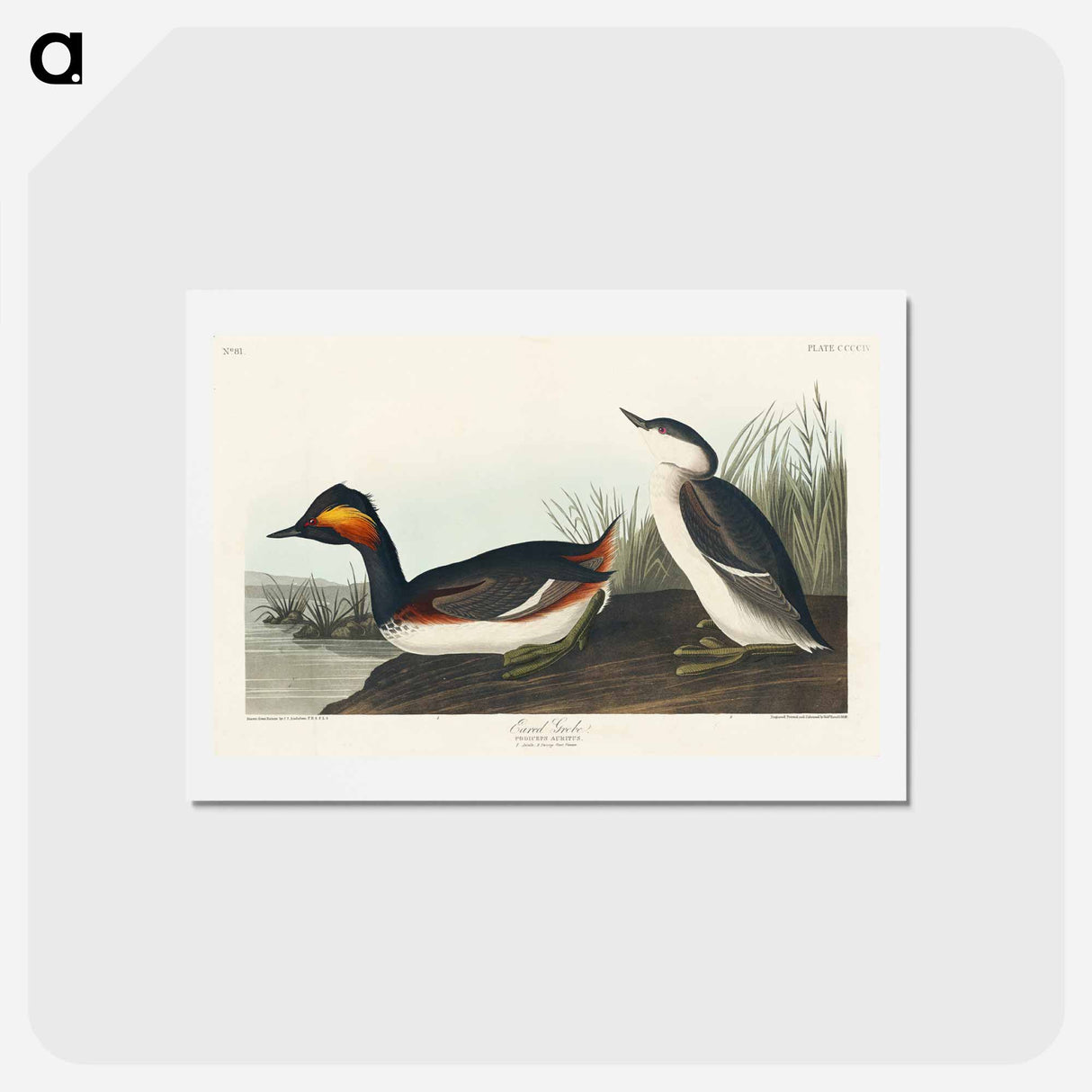 アートポストカード-Eared Grebe
- ジョン ジェームス オーデュボン Postcard.