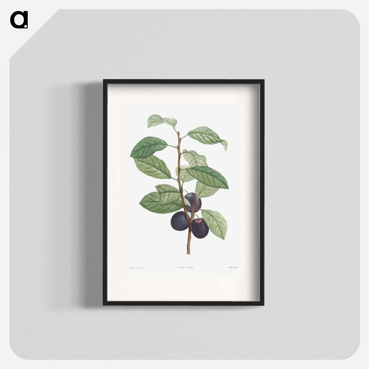 Prune fruit - Pierre Joseph Redouté Poster.