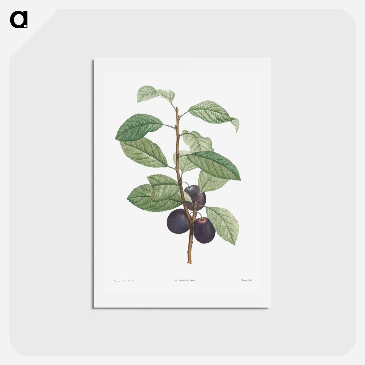 アートポストカード-Prune fruit - ピエール ジョゼフ ルドゥーテ Postcard.