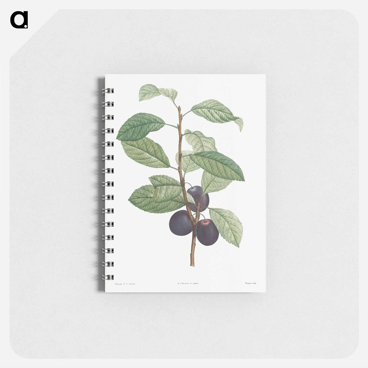 アートメモ帳-Prune fruit - ピエール ジョゼフ ルドゥーテ Memo.