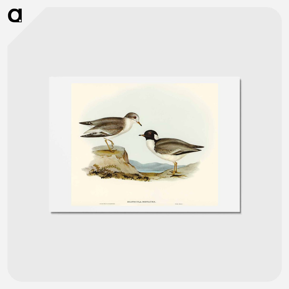 アートポストカード-Hooded Dottrel
- オーストラリアの鳥 Postcard.