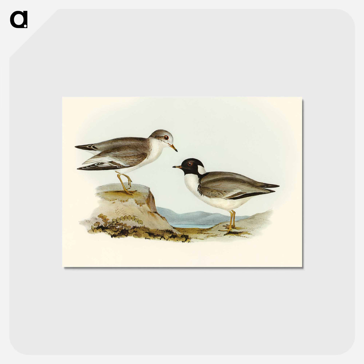 アートポストカード-Hooded Dottrel
- オーストラリアの鳥 Postcard.