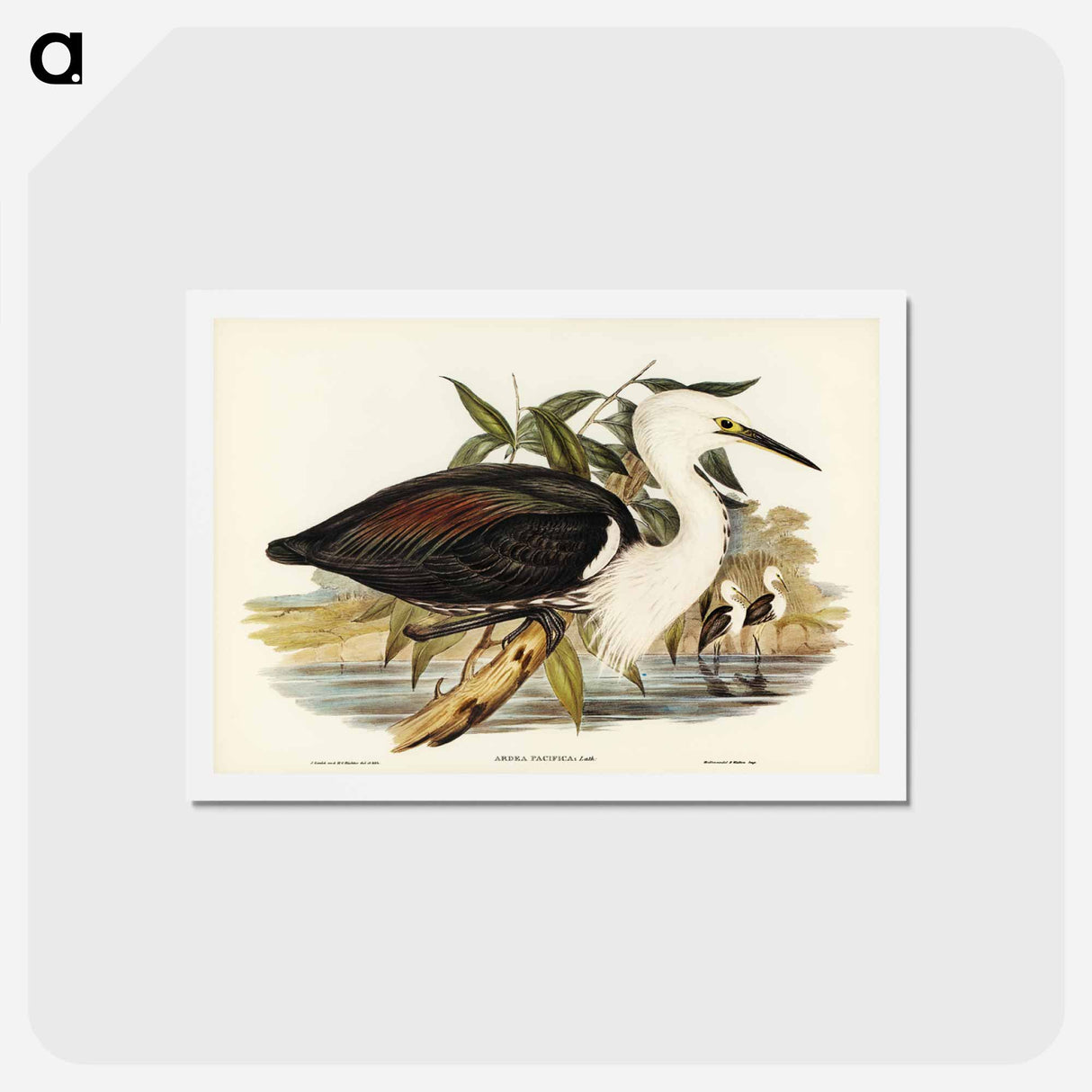 アートポストカード-Pacific Heron
- ジョン グールド Postcard.