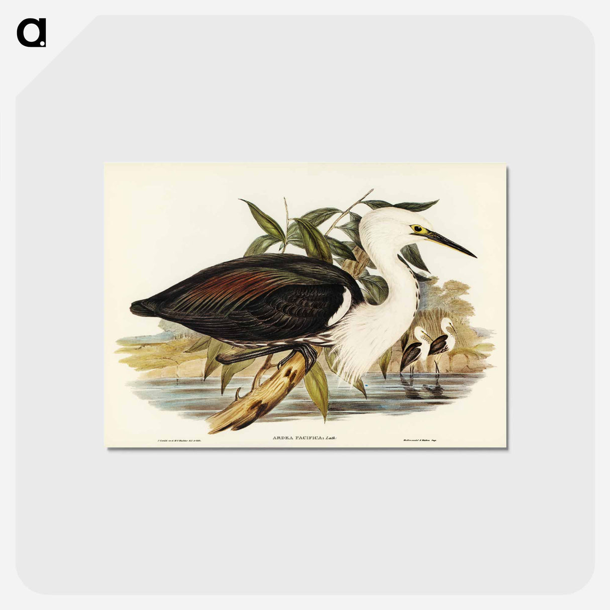 アートポストカード-Pacific Heron
- ジョン グールド Postcard.