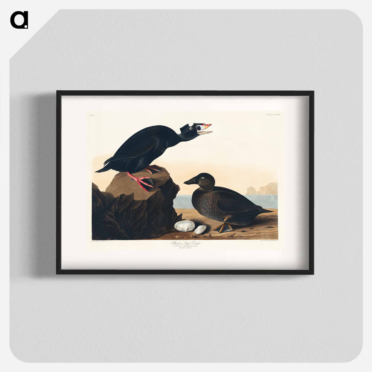 アートポスター-Black or Surf Duck
- ジョン ジェームス オーデュボン Poster.