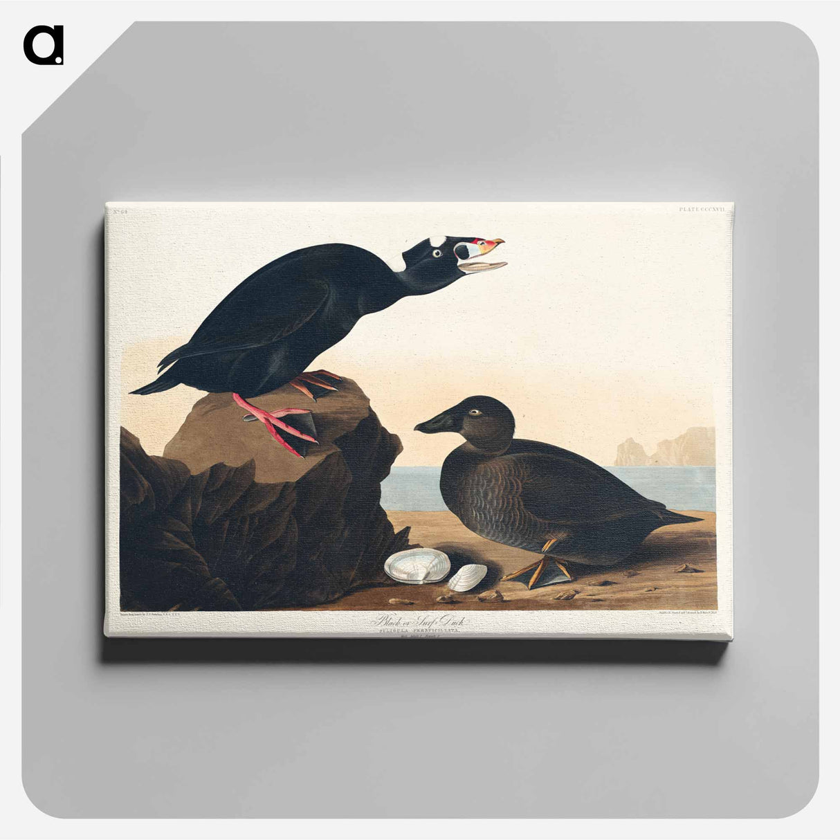アートパネル-Black or Surf Duck
- ジョン ジェームス オーデュボン Canvas.
