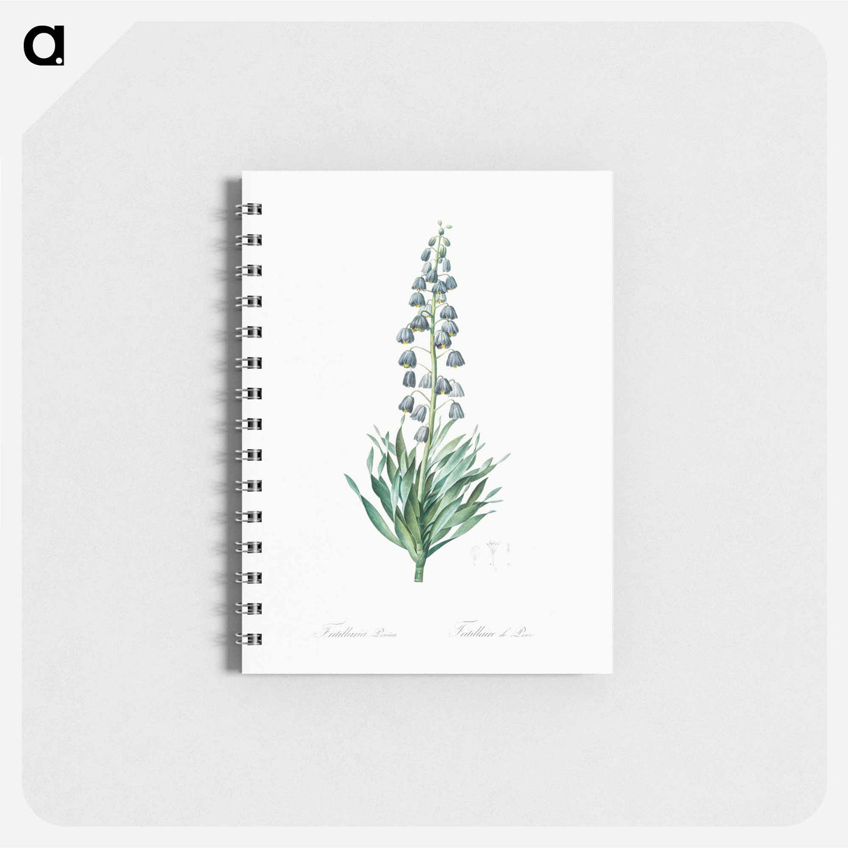 Persian lily illustration - ピエール ジョゼフ ルドゥーテ Memo.