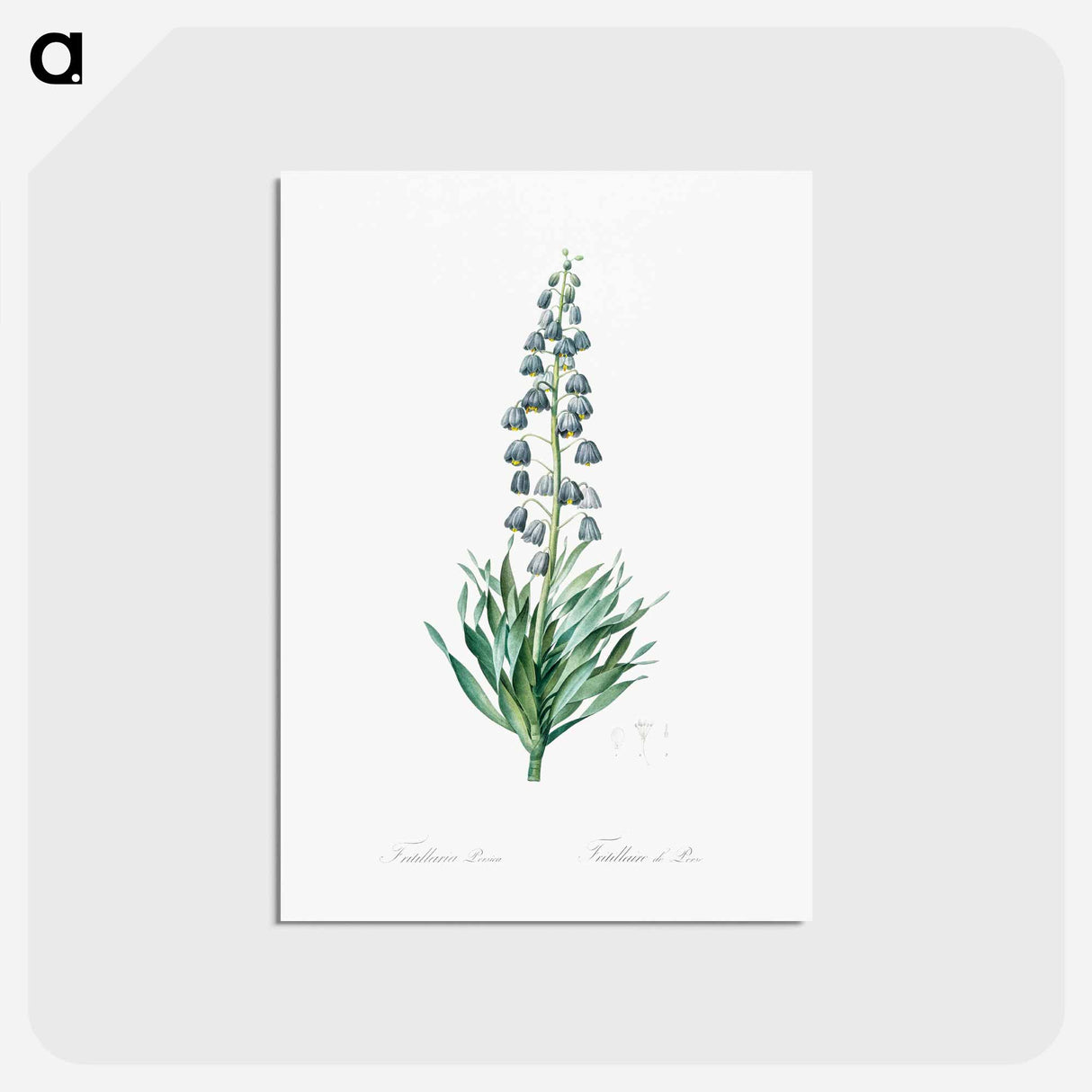 アートポストカード-Persian lily illustration - ピエール ジョゼフ ルドゥーテ Postcard.