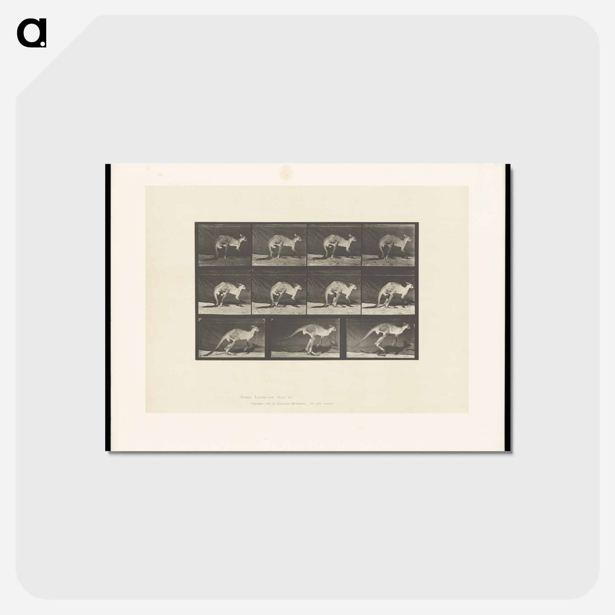 アートポストカード-Kangaroo in Motion
- エドワード マイブリッジ Postcard.